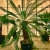 Nasiona-Sagowca-Krolowej-Cycas-Rumphii (1).jpg