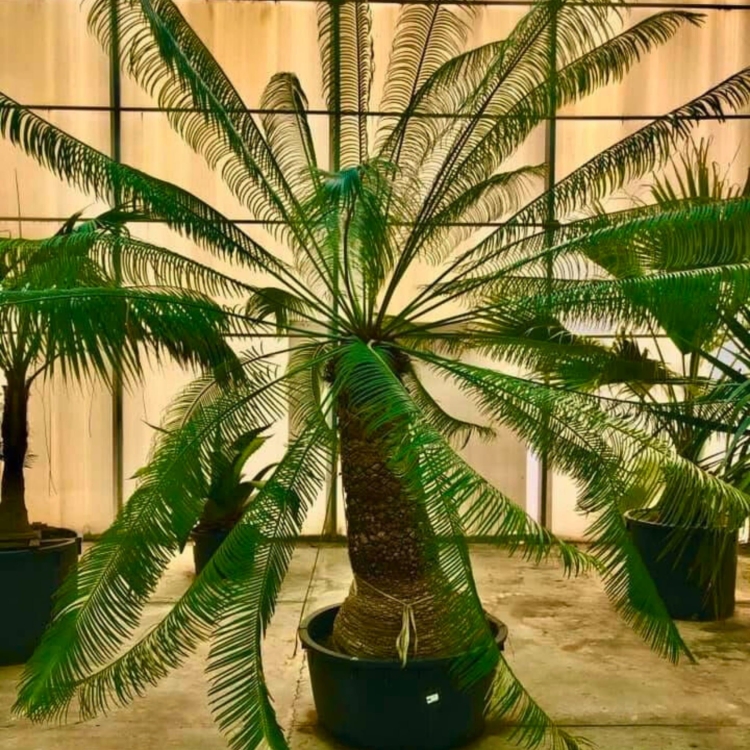 Nasiona-Sagowca-Krolowej-Cycas-Rumphii (1).jpg
