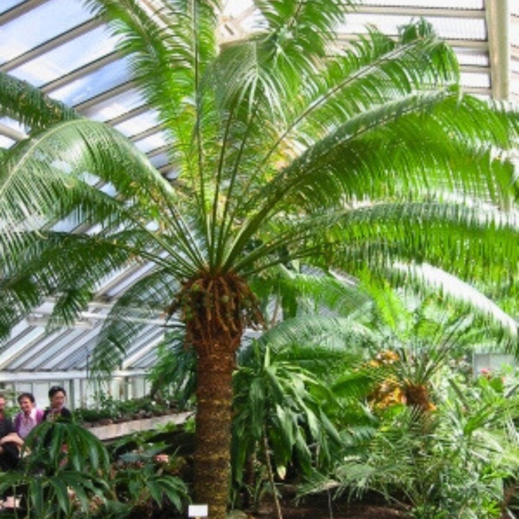 Nasiona-Sagowca-Krolowej-Cycas-Rumphii.jpg