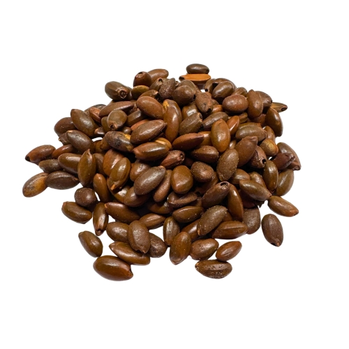 Nasiona-Mleczyny-Nadmorskiej-Mimusops-Caffra (5).jpg