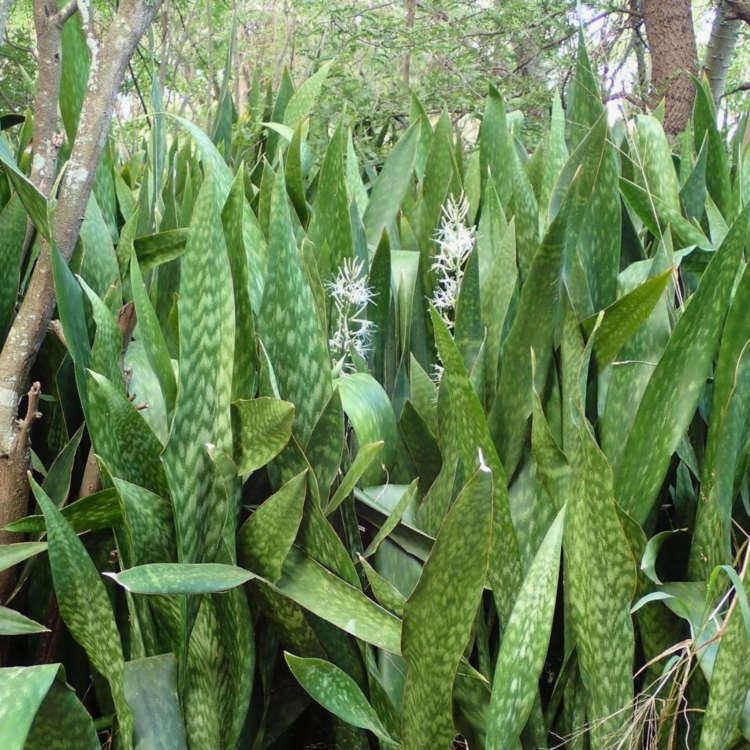 Nasiona-Dracaeny-Zebra-Sansevieria-Metallica (2).jpg