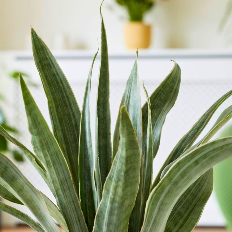 Nasiona-Dracaeny-Zebra-Sansevieria-Metallica (1).jpg