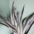 Nasiona-Dracaeny-Zebra-Sansevieria-Metallica.jpg