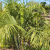 Nasiona-Palmy-Trzcinowej-Dypsis-Baronii (4).png