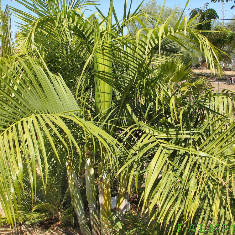 Nasiona-Palmy-Trzcinowej-Dypsis-Baronii (4).png