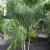 Nasiona-Palmy-Trzcinowej-Dypsis-Baronii (3).png