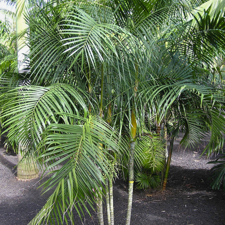 Nasiona-Palmy-Trzcinowej-Dypsis-Baronii (3).png