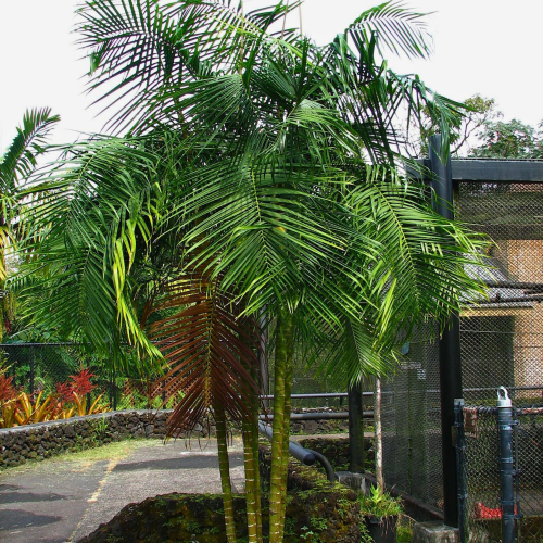 Nasiona-Palmy-Trzcinowej-Dypsis-Baronii (2).png