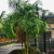 Nasiona-Palmy-Trzcinowej-Dypsis-Baronii (2).png