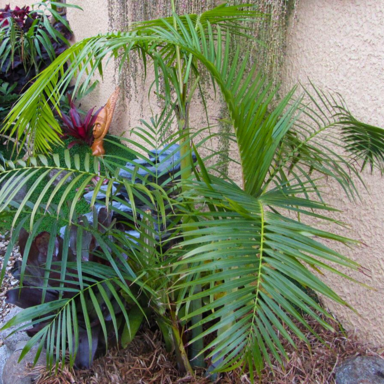 Nasiona-Palmy-Trzcinowej-Dypsis-Baronii (1).png