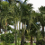 Nasiona-Palmy-Trzcinowej-Dypsis-Baronii.png
