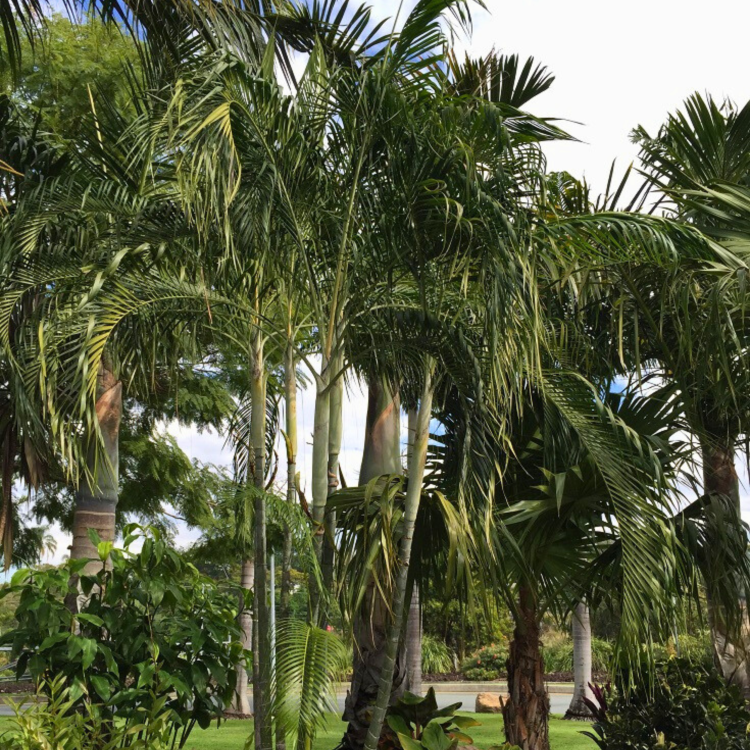 Nasiona-Palmy-Trzcinowej-Dypsis-Baronii.png