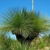 Nasiona-Drzewa-Trawiastego-Xanthorrhoea-Preissii (3).jpg