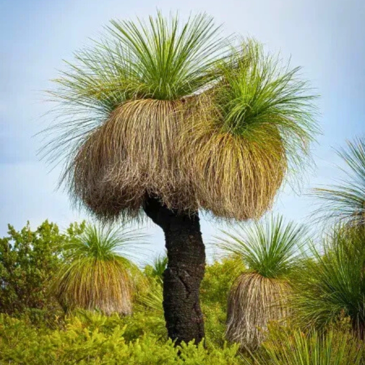 Nasiona-Drzewa-Trawiastego-Xanthorrhoea-Preissii (2).jpg