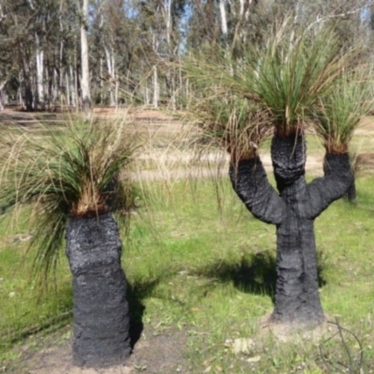 Nasiona-Drzewa-Trawiastego-Xanthorrhoea-Preissii (1).jpg