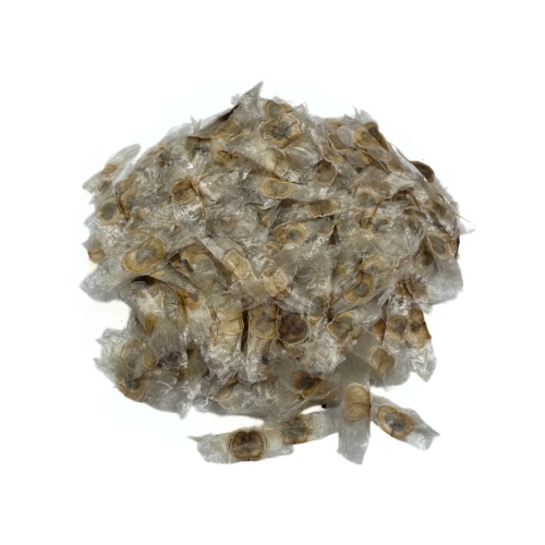 Nasiona-Zlotego-Drzewa-Trabkowego-Tabebuia-Chrysotricha (4).jpg