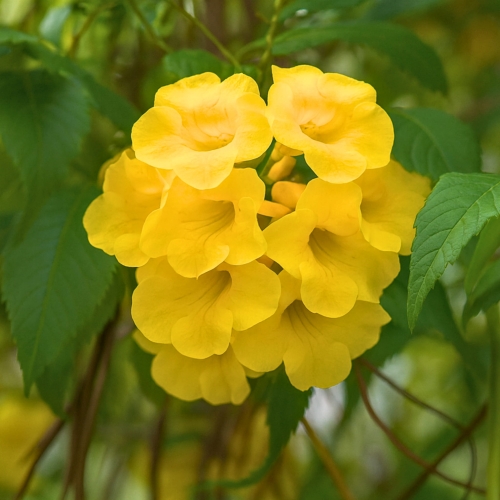 Nasiona-Zlotego-Drzewa-Trabkowego-Tabebuia-Chrysotricha (3).jpg