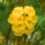 Nasiona-Zlotego-Drzewa-Trabkowego-Tabebuia-Chrysotricha (3).jpg