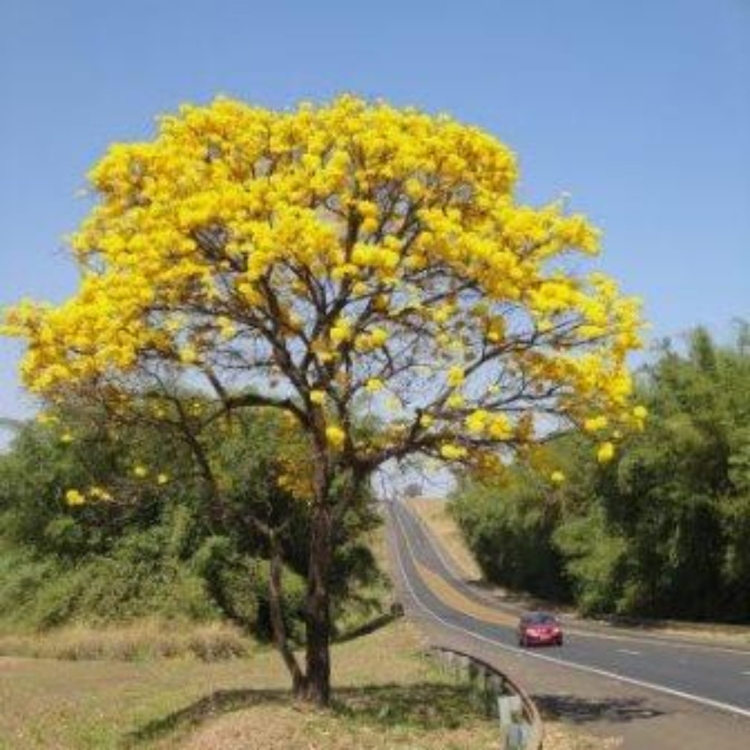 Nasiona-Zlotego-Drzewa-Trabkowego-Tabebuia-Chrysotricha (2).jpg