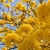 Nasiona-Zlotego-Drzewa-Trabkowego-Tabebuia-Chrysotricha (1).jpg