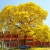 Nasiona-Zlotego-Drzewa-Trabkowego-Tabebuia-Chrysotricha.jpg