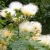 Nasiona-Albicji-Bialej-Albizia-Guachapele (2).jpg