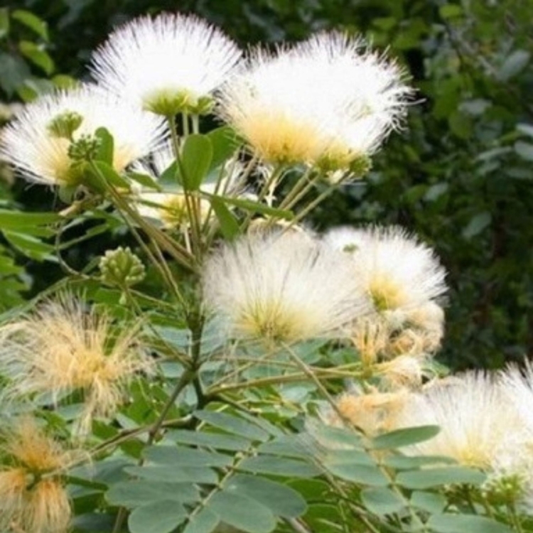 Nasiona-Albicji-Bialej-Albizia-Guachapele (2).jpg