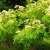 Nasiona-Albicji-Bialej-Albizia-Guachapele (1).jpg