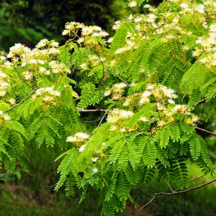 Nasiona-Albicji-Bialej-Albizia-Guachapele (1).jpg