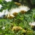 Nasiona-Albicji-Bialej-Albizia-Guachapele.jpg
