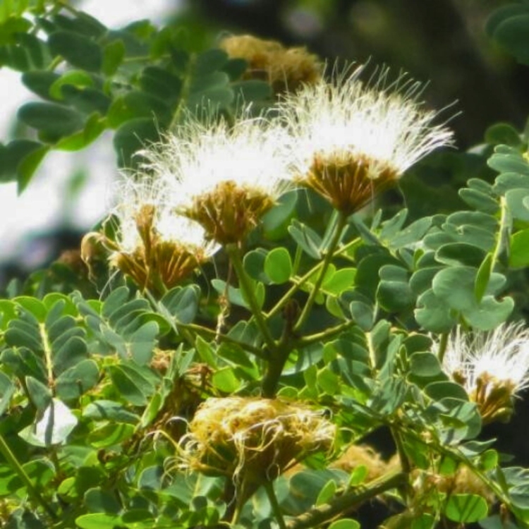 Nasiona-Albicji-Bialej-Albizia-Guachapele.jpg