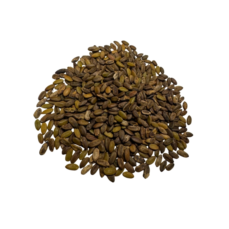 Nasiona-Czarnej-Mimozy-Mimosa-Pigra (4).jpg