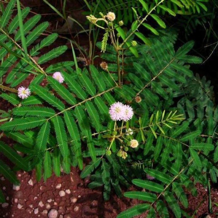 Nasiona-Czarnej-Mimozy-Mimosa-Pigra (3).jpg