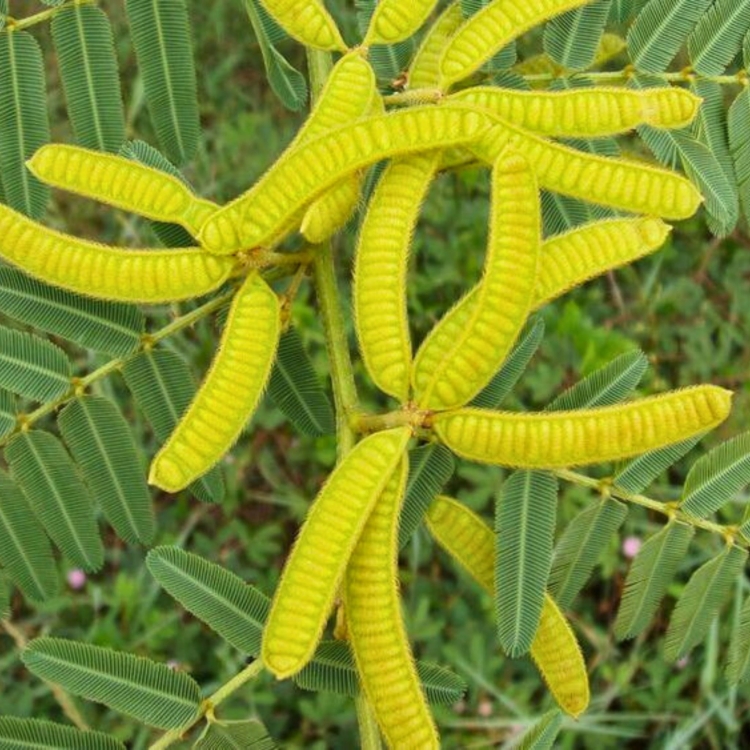 Nasiona-Czarnej-Mimozy-Mimosa-Pigra (2).jpg