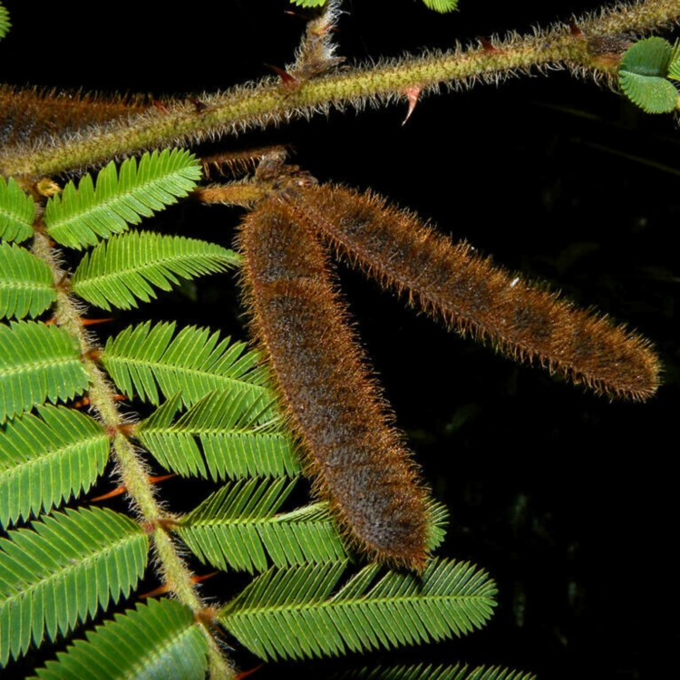 Nasiona-Czarnej-Mimozy-Mimosa-Pigra (1).jpg