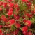 Nasiona-Kuflika-Cytrynowego-Callistemon-Citrinus (3).jpg
