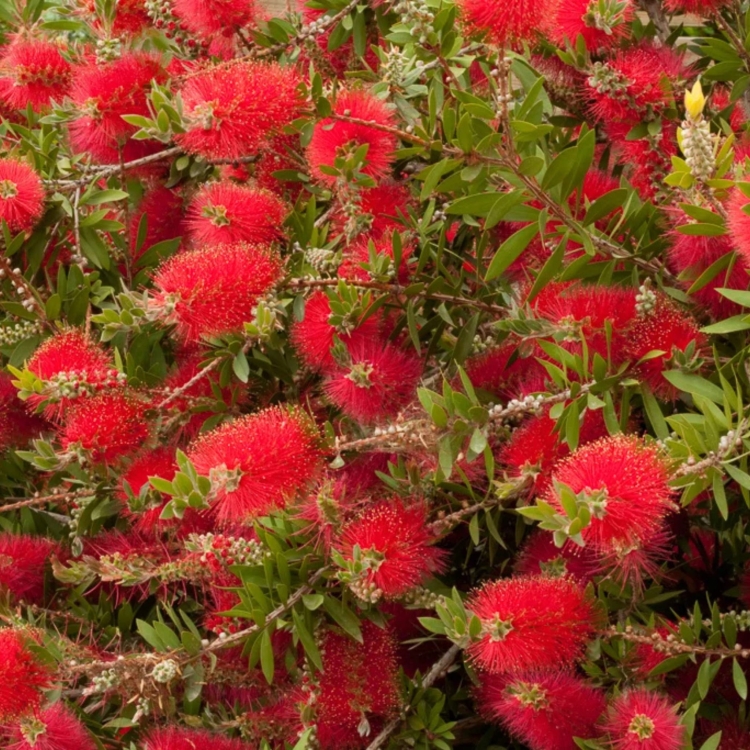Nasiona-Kuflika-Cytrynowego-Callistemon-Citrinus (3).jpg