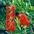 Nasiona-Kuflika-Cytrynowego-Callistemon-Citrinus (2).jpg