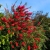 Nasiona-Kuflika-Cytrynowego-Callistemon-Citrinus (1).jpg