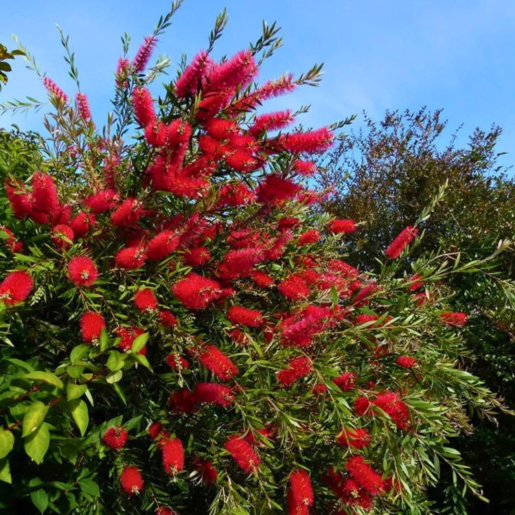 Nasiona-Kuflika-Cytrynowego-Callistemon-Citrinus (1).jpg