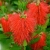 Nasiona-Kuflika-Cytrynowego-Callistemon-Citrinus.jpg