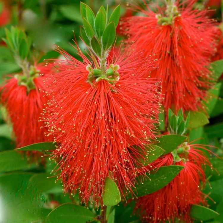 Nasiona-Kuflika-Cytrynowego-Callistemon-Citrinus.jpg