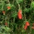 Nasiona-Kuflika-Okazalego-Callistemon-Speciosus (3).jpg