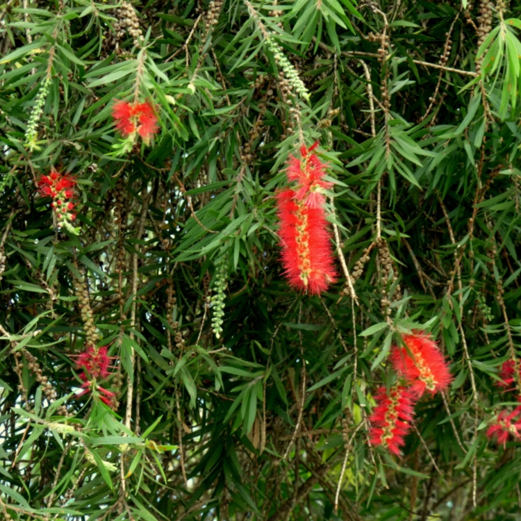 Nasiona-Kuflika-Okazalego-Callistemon-Speciosus (3).jpg