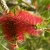 Nasiona-Kuflika-Okazalego-Callistemon-Speciosus (2).jpg