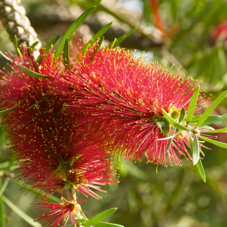 Nasiona-Kuflika-Okazalego-Callistemon-Speciosus (2).jpg