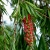 Nasiona-Kuflika-Okazalego-Callistemon-Speciosus (1).jpg