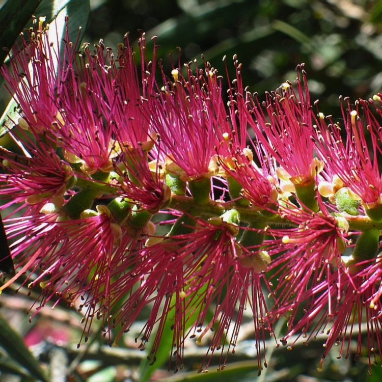 Nasiona-Kuflika-Okazalego-Callistemon-Speciosus.jpg