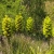 Nasiona-Puya-Chilijska-Puya-Chilensis (4).jpg