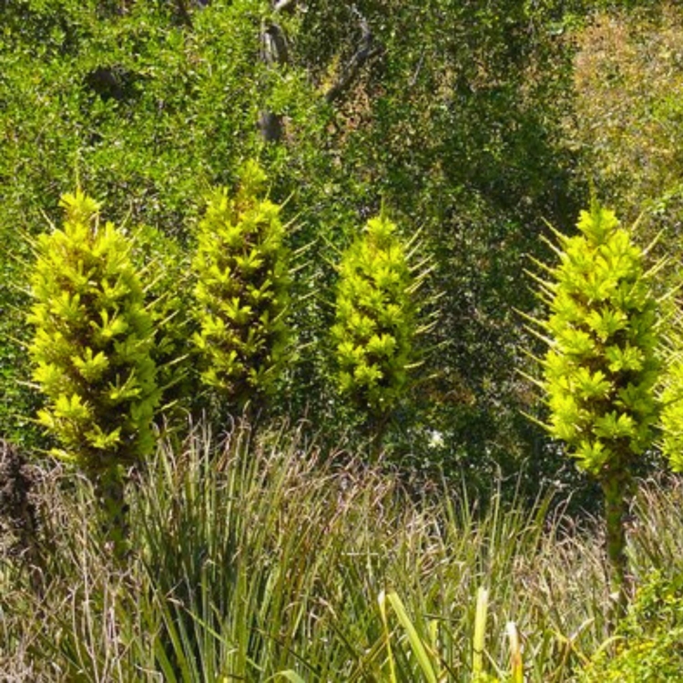 Nasiona-Puya-Chilijska-Puya-Chilensis (4).jpg